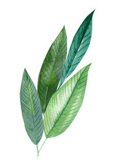 palm tree, leaves of tropical forests on an isolated white background, watercolor illustration