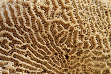 corail fossile
