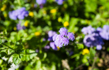 Purple Flower