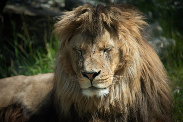 Obraz premium Berberlöwe