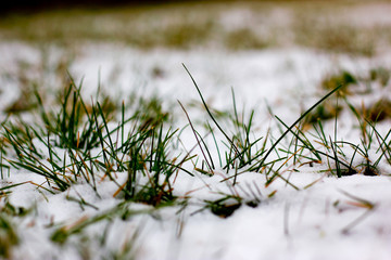 Detail of Snowy Grass - 301448763