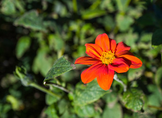 Orange Flower