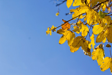 Autumn Leaves on Blue Sky Background - 301448916