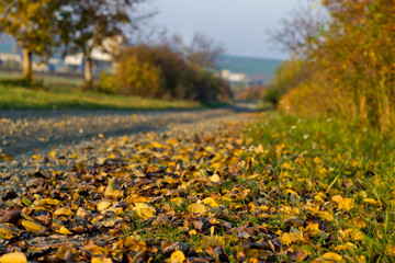 Detail of Fallen Leaves in Autumn with Blurry Path and Trees in Background - 301448930