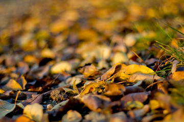 Detail of Fallen Leaves in Autumn - 301448945