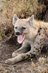 Wall murals Hyena Wild hyena showing teeth in Serengeti