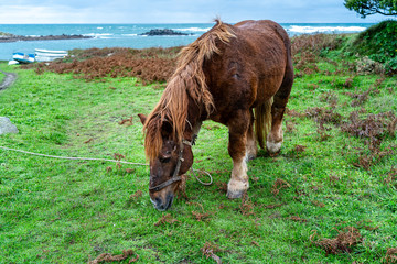 F, Bretagne, Finistère, Île de Batz