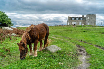 Tiere, Pferd, Kaltblüter weidet auf der Ile de Batz, Bretagne