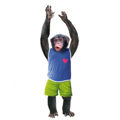 chimpanzé, singe, jeune, animal, habillé en homme, sympa, fort, expression, drôle, debout, chemise bleu, souriant, attitude, démonstration de, attitude, pose, position, force, réussite, shorte vert, b