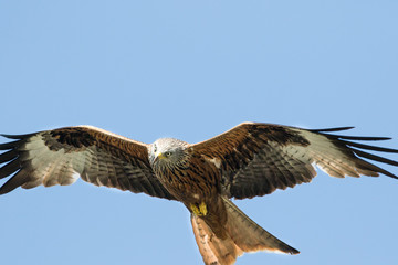 Majestic Red Kite bird flying with it's wings wide open.