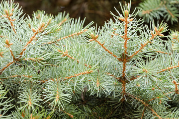 Traditional new year trees around you, wild nature near.
