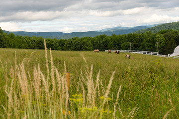 Horses Grazing In Rural Farm Meadow