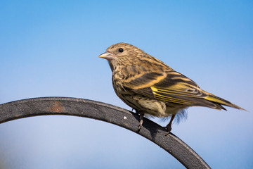 A beautiful Pine Siskin (Spinus pinus) perches on the top of a metal post.