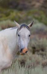 Obraz premium Wild Horse in the Sand Wash Basin Colorado in Summer