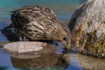 Extreme close-up of a thirsty Pine Siskin (Spinus pinus) drinks from a bird bath. It's important to keep bird baths clean and filled with clean, fresh water.