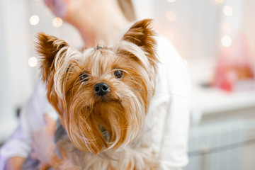 Yorkshire Terrier in the arms of a girl with Christmas lights on the background.