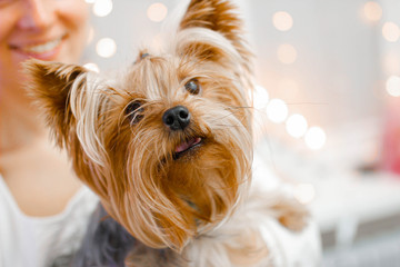 Yorkshire Terrier in the arms of a girl with Christmas lights on the background.