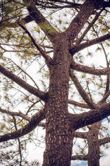 forest of nature leaf tree in wildlife on summer blue sky background, vacation holiday and travel to natural environment park