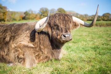 portrait of a highland cow