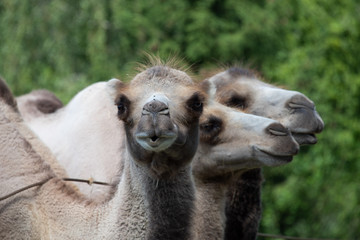 Fototapeta premium Trampeltier