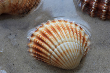 beautiful shells from the bottom of the deep sea