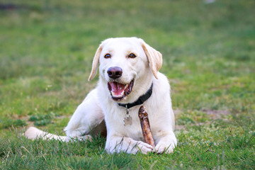Golden retriever, labrador, dog chasing his toy, smile dog