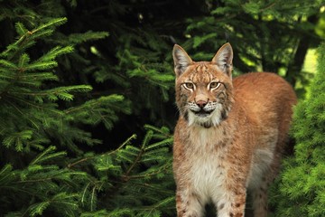 The Eurasian lynx (Lynx lynx) staying in front of the forest. Young male with green background. Lynx portrait in morning sun.