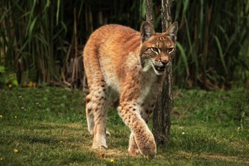 The Eurasian lynx (Lynx lynx) walking in front of the forest. Young male with green background. Lynx in morning sun.