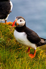 Puffins in Látrabjarg