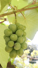 young grapes on the stalk
