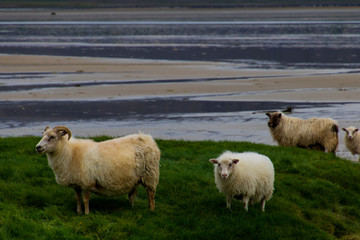 sheep on the beach