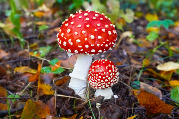 Beautiful poisonous fly agaric in the forest. Close-up.