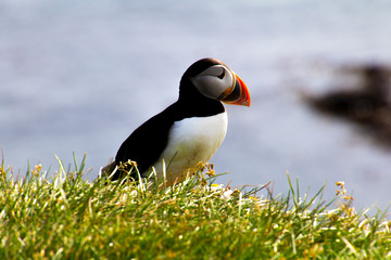 Puffins in Látrabjarg