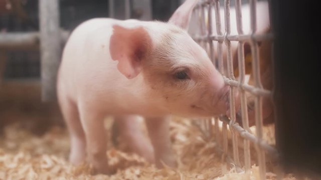 Portrait of baby piglets. 4K cinmeatic footage.