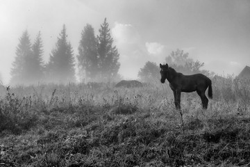 The horse graze on the meadow in the Carpathian Mountains. Misty landscape. Morning fog high in the mountains. Ukraine.