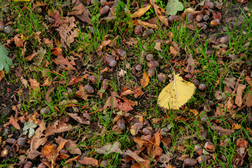 top view of dry leaves, branches and acorns on ground in autumnal forest