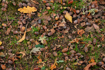 top view of dry leaves, branches and acorns on ground in autumnal forest