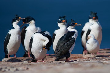 Fototapeta na wymiar Imperial Shag (Phalacrocorax atriceps albiventer) on the coast of Bleaker Island on the Falkland Islands