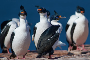 Imperial Shag (Phalacrocorax atriceps albiventer) on the coast of Bleaker Island on the Falkland Islands