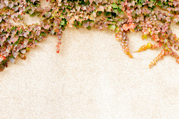 Autumn grapes on the wall, wild nature.