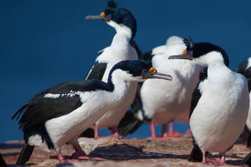 Imperial Shag (Phalacrocorax atriceps albiventer) on the coast of Bleaker Island on the Falkland Islands