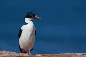 Imperial Shag (Phalacrocorax atriceps albiventer) on the coast of Bleaker Island on the Falkland Islands