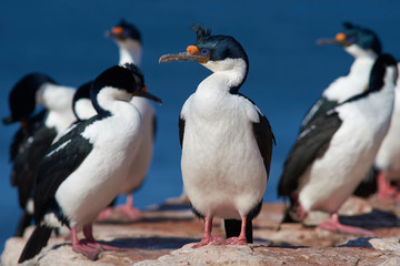 Imperial Shag (Phalacrocorax atriceps albiventer) on the coast of Bleaker Island on the Falkland Islands