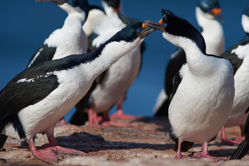 Imperial Shag (Phalacrocorax atriceps albiventer) on the coast of Bleaker Island on the Falkland Islands