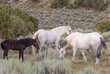 Obraz na płótnie Canvas Beautiful Wild Horses in Sand Wash Basin Colorado in Summer