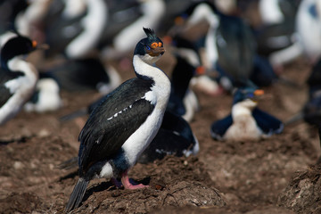 Large colony of Imperial Shag (Phalacrocorax atriceps albiventer) on Bleaker Island on the Falkland...
