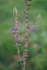 Wild violet flowers grow in the field, purple flower
