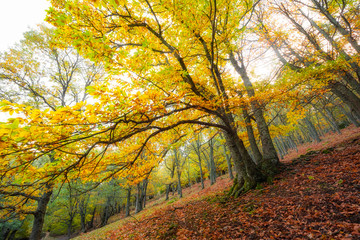 Árbol castaño en bosque en otoño