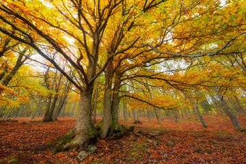 Fototapeta na wymiar Árbol castaño en bosque en otoño