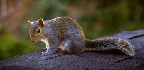 Squirrel Taking Time Out for a Pose